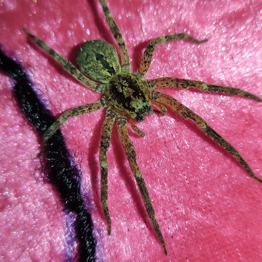 Une araignée sur un tissu rose fluo
